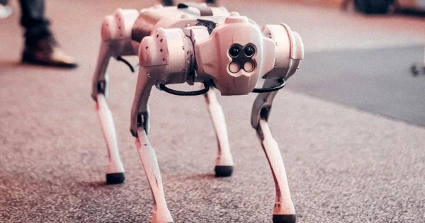 A kínai robotkutyák sokkal többet tudnak, mint visszahozni az elhajított labdát