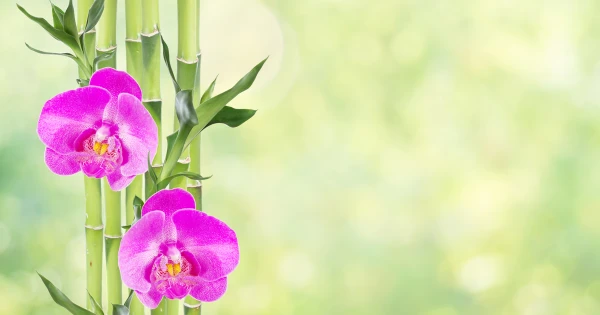 Titkos fegyver az ablakpárkányon: Ezekkel a növényekkel beköltözik az otthonodba a sok pénz és a szerencse