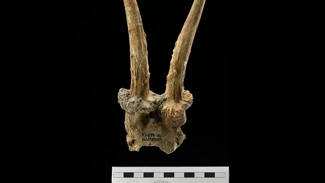 Több ezer éves, koponyából készült fejdíszt találtak