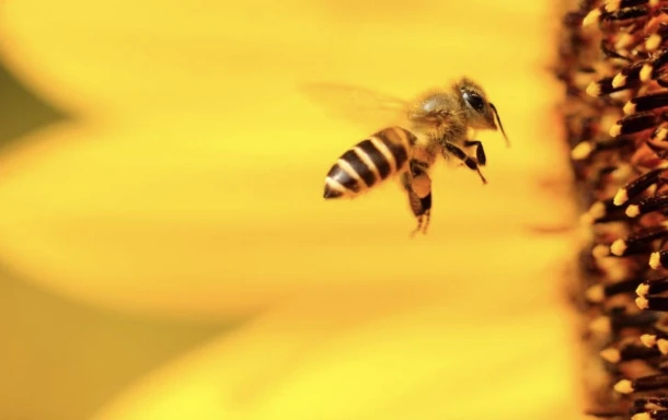 Változhat a GPS, a méhektől loptak hozzá ötletet