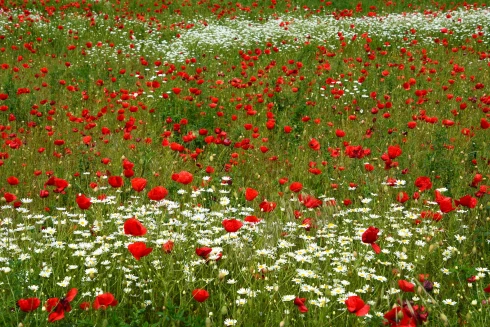 A nap képe: Piros, fehér, zöld