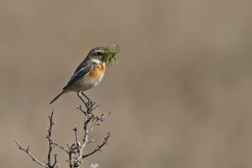 Az új otthon alapjai