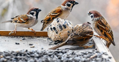 Hiába a segítő szándék, ha túl sokáig etetjük a madarakat, a vesztüket is okozhatjuk