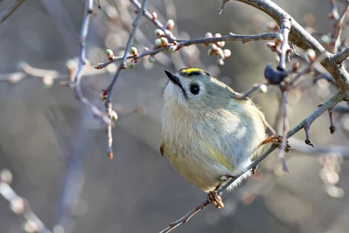 Sárgafejű királyka