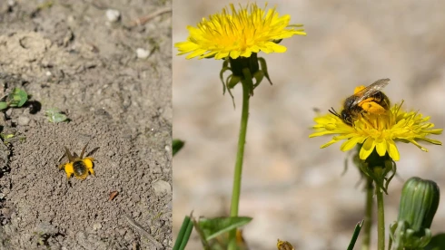 Talajban ásó méheket láthatunk egyes kertekben