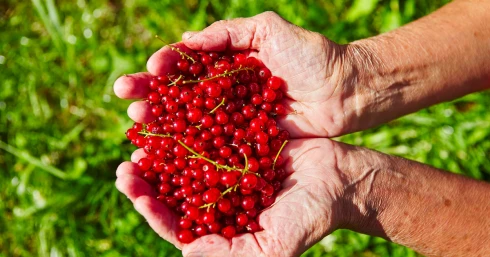 A tapasztalt kertészek trükkje: ettől terem őrülten a ribizli és a kártevők is elkerülik