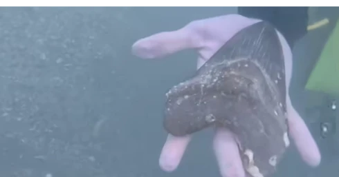 Húszméteres, ötventonnás szörnyeteg férfitenyér nagyságú fogát találta meg egy 16 éves srác Húszméteres, ötventonnás szörnyeteg férfitenyér nagyságú fogát találta meg egy 16 éves srác