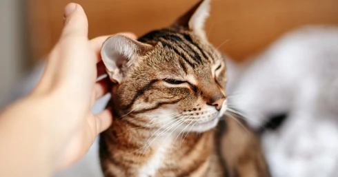 Tudta? Ezért szereti a cicája, ha a füle mögött simogatja