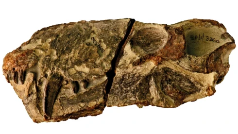 A véltnél korábban kialakultak az első szárazföldi csúcsragadozók