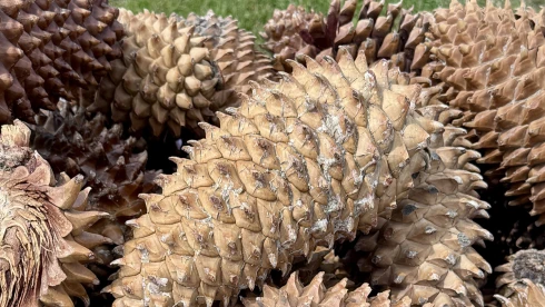 Macskaméretűek a világ legnagyobb tobozai