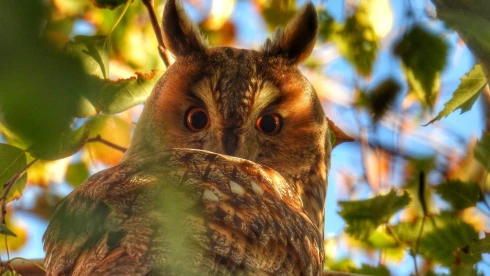 A lakosság segítségét kérik a madarászok