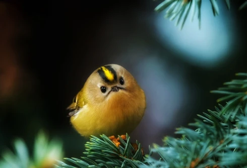 A nap képe: Egy apró madár, aki megállította a pillanatot