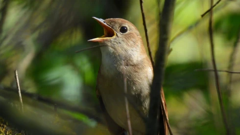 Fülemülék éjszakája: ismét felcsendül a gyönyörű madárének