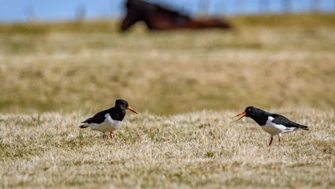 Mi az a csigaforgató, és hol láthatjuk Magyarországon?