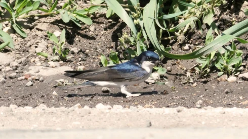 Sár nélkül maradnak a fecskék a tavaszi aszályban