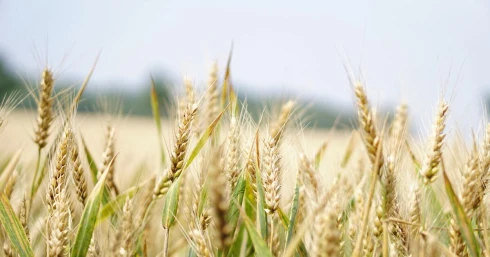 Veszélyes késésben az agrárberuházások