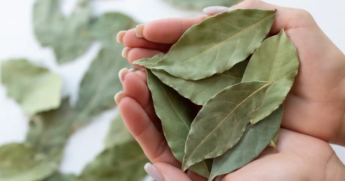 A babérlevél tényleg segítheti az emésztést, de nem úgy, ahogy tudod