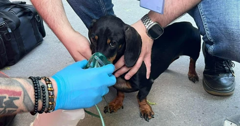 "Senkit sem hagynak magára" - Mentették a nőt, majd a kiskutyáját, majd a nyusziját is - fotó