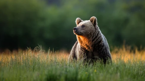 Az Andó-kútnál láttak egy termetes medvét, figyelmeztetést adtak ki