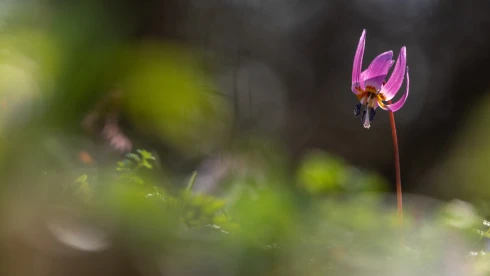 Felismered tavaszi virágainkat? – Ebből a kvízből kiderül