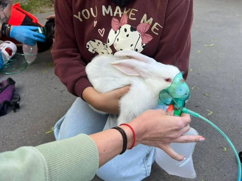 Kapaszkodjon: nyuszit és tacskót mentettek Budapesten az OMSZ munkatársai