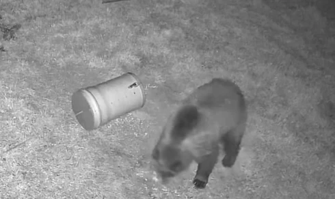 Medvét vettek videóra Varbónál