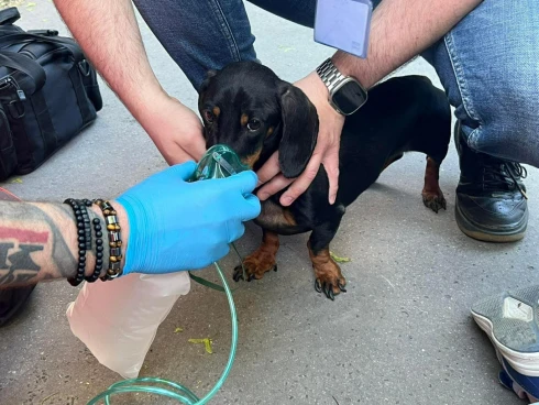 Megőrülsz, megvadulsz, könnyes szemmel elolvadsz: lakástűzből mentett tacsit és nyuszit ápoltak a mentősök