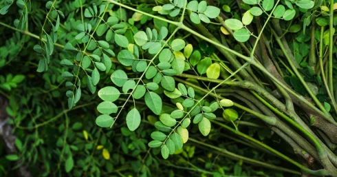 Vegyszerek helyett lóretekfával is ki lehet szűrni a vízből a mikroműanyagot