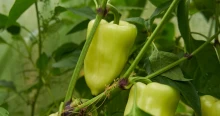 A kerti locsolás rejtett csapdái: Mennyi vizet kér a paprika és a paradicsom, hogy ne repedjen meg a termés?