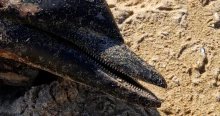 Egyre több elpusztult delfint találnak a román tengerparton, drónrobbanás is felmerült az okok között
