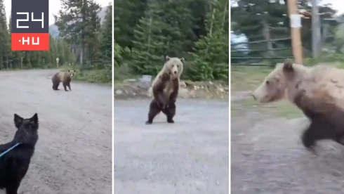 Csodával határos módon nem lett tragédia, miután grizzlyvel találkozott egy kutyát sétáltató nő – videó