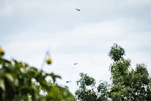 Idén a Lupa Beach mellől szállnak fel a Forma-1-re repülő, utasszállító helikopterek