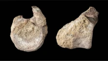 40 évig porosodott egy doboz mélyén, kiderült, hogy az Antarktisz legrégebbi dinoszauruszát rejti