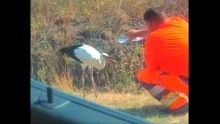 A Magyar Közút munkatársa saját vízadagjából adott egy út mellett szomjazó gólyának – videó