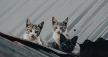A gólya itatása után itt a közutasok újabb szívmelengető állatmentő akciója – videó