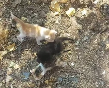 Videó: szemétszedés közben három kiscicát mentettek meg a közutasok
