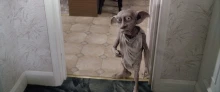 Harry Potter-rajongók miatt kellett áthelyezni egy tenger alatti kábelt, hogy megóvják Dobby sírját