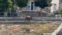 Itt a videó, átúszta a Dunát, aztán elindult Országház felé a Kossuth téren a metróba tévedő vaddisznó