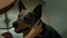 Szétoltották Az Oak Street vége promóciós MI-videóját, amiben a film kutyasztárja humorizál inkább kevesebb, mint több sikerrel