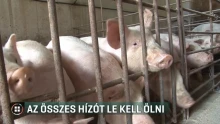 Csaknem kétezer sertést ölnek le egy somogyi gazdaságban, ahol felütötte a fejét az afrikai sertéspestis
