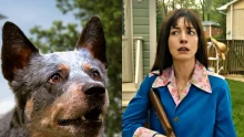 Anne Hathaway igen szigorú korhatár-besorolást adna azon filmeknek, amelyekben kutyák szenvednek el valamilyen erőszakot