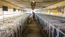 Hiába a szigorú intézkedések, terjed a pestis – ez nagyon rossz hír a sertéstartóknak