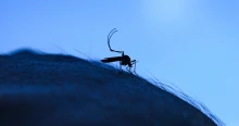 Fertőző trópusi betegség jelent meg Bács-Kiskunban