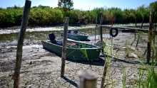 Nagy bajban van a Tisza-tó – galéria