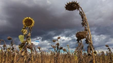 Az El Niño globális hatásaitól a hazai öntözetlen földekig