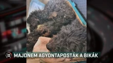 Majdnem agyontaposták a bikák a kidobott kutyát