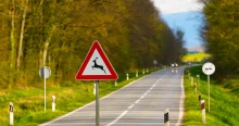 Forgalmi akadály a 8-as főúton: Elgázoltak egy vadat Kislődnél