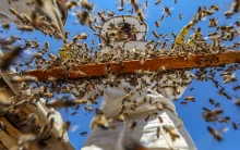 Tömegesen pusztulhatnak el a méhek az aszály miatt, segítséget kérnek a méhészek