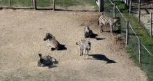 Cause of death for fourth zebra linked to Orbán's friend revealed