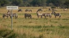 Rosszindulatú daganatos betegségben hullott el a Mészáros Lőrinchez köthető vadásztársaság negyedik hatvanpusztai zebrája
